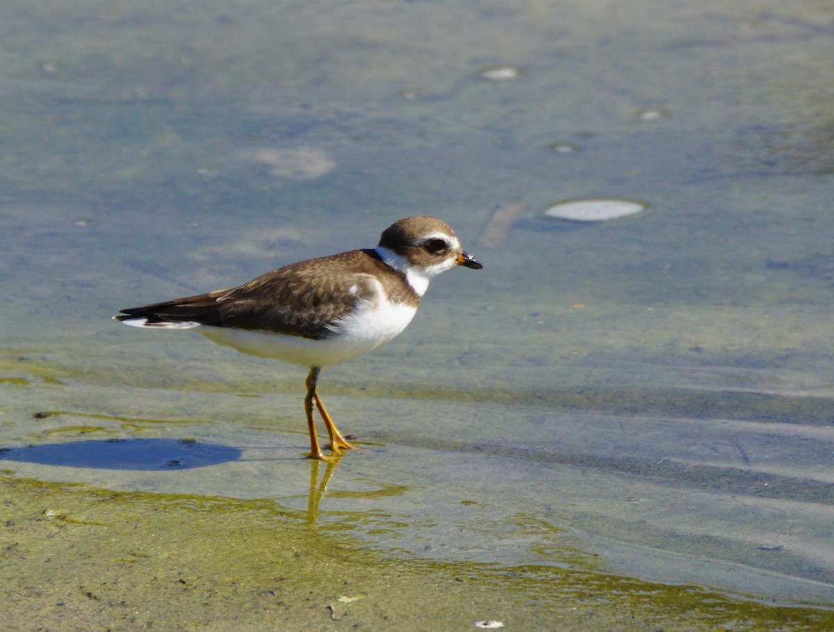 Semipalmated Plover - Dalcio Dacol