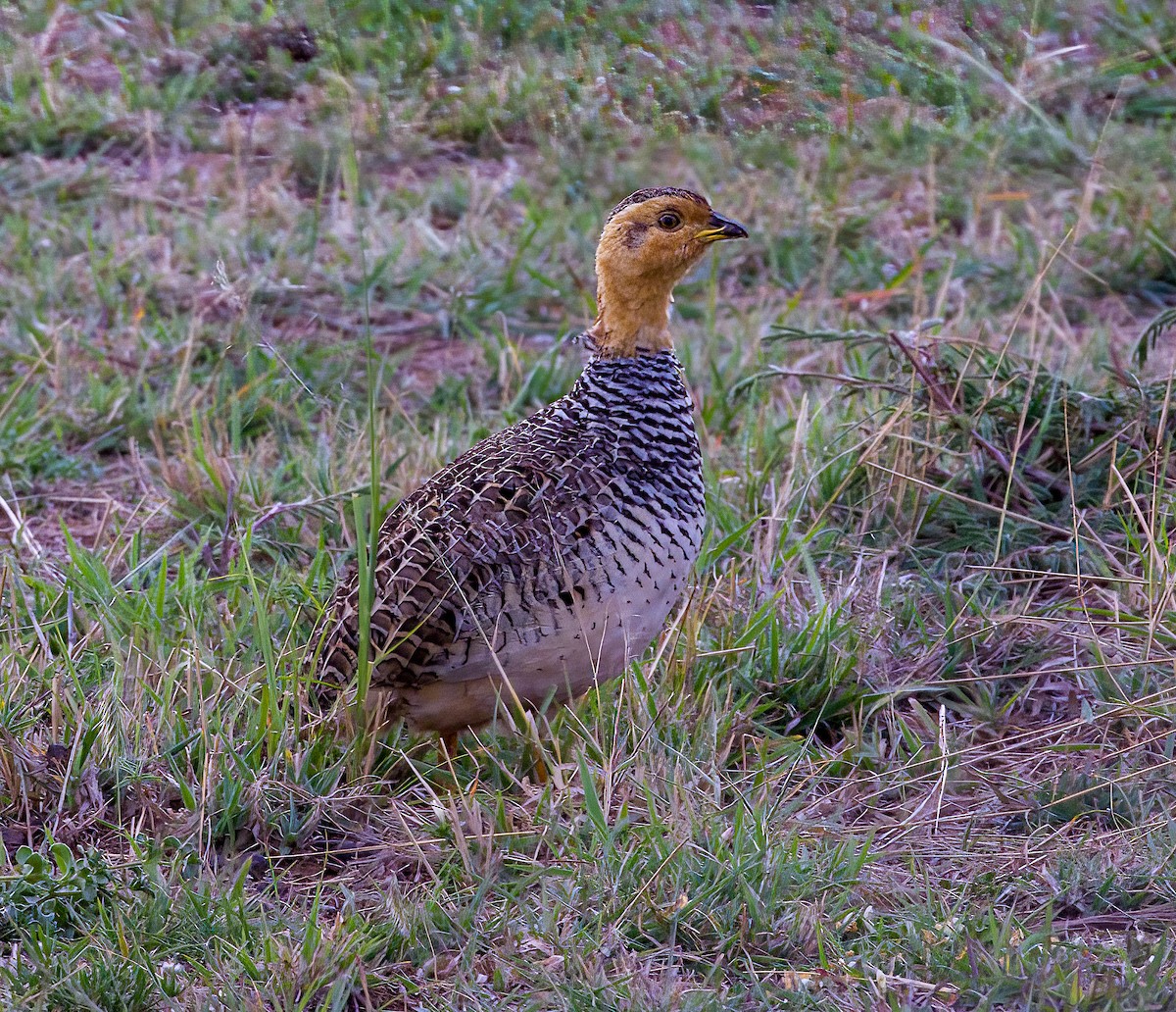 Francolin coqui - ML491134601