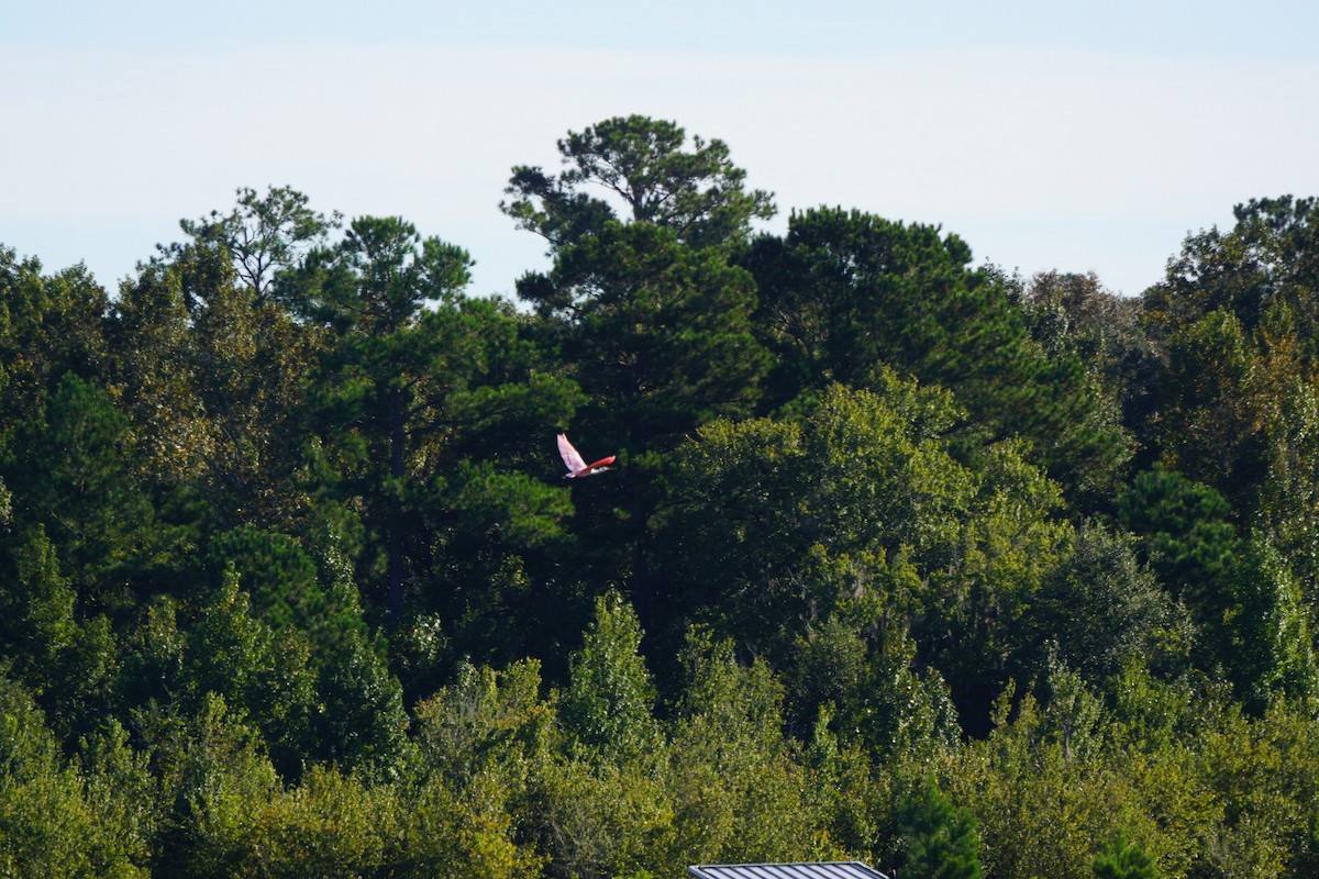 Roseate Spoonbill - ML491134681