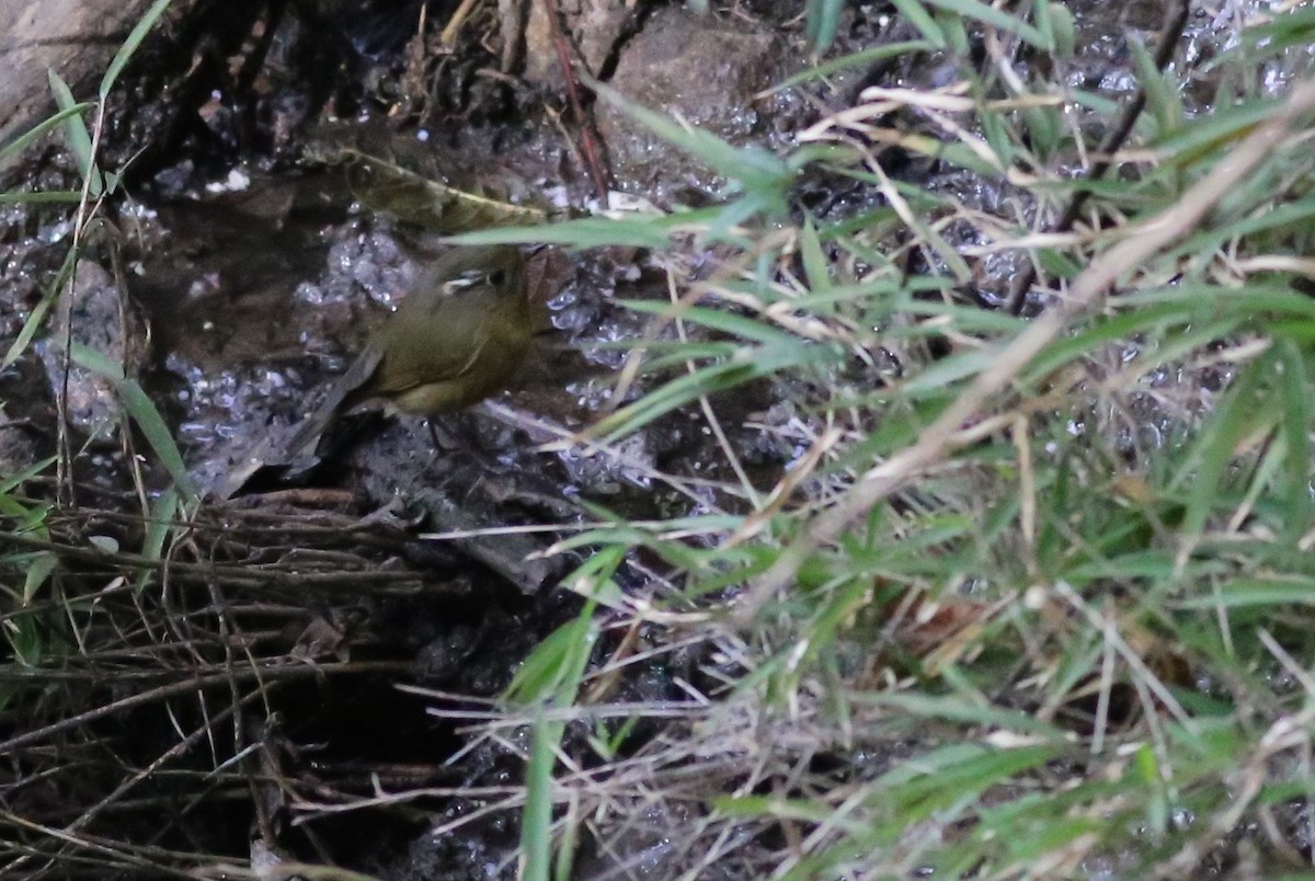 White-browed Bush-Robin - ML49113511