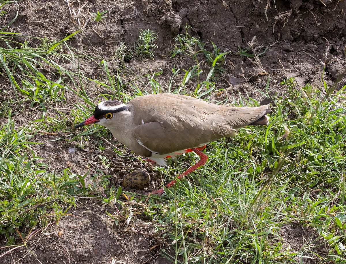 オウカンゲリ - ML491135261