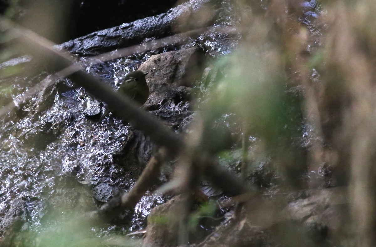 White-browed Bush-Robin - ML49113541