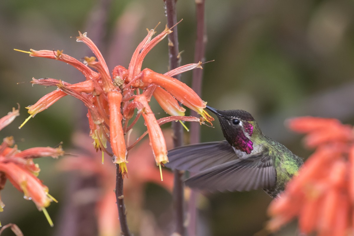 Colibrí de Anna - ML49113591