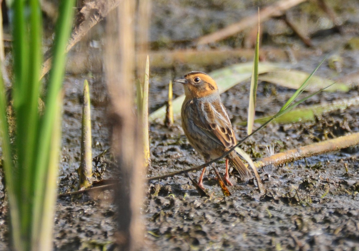 Nelson's Sparrow - ML491136161