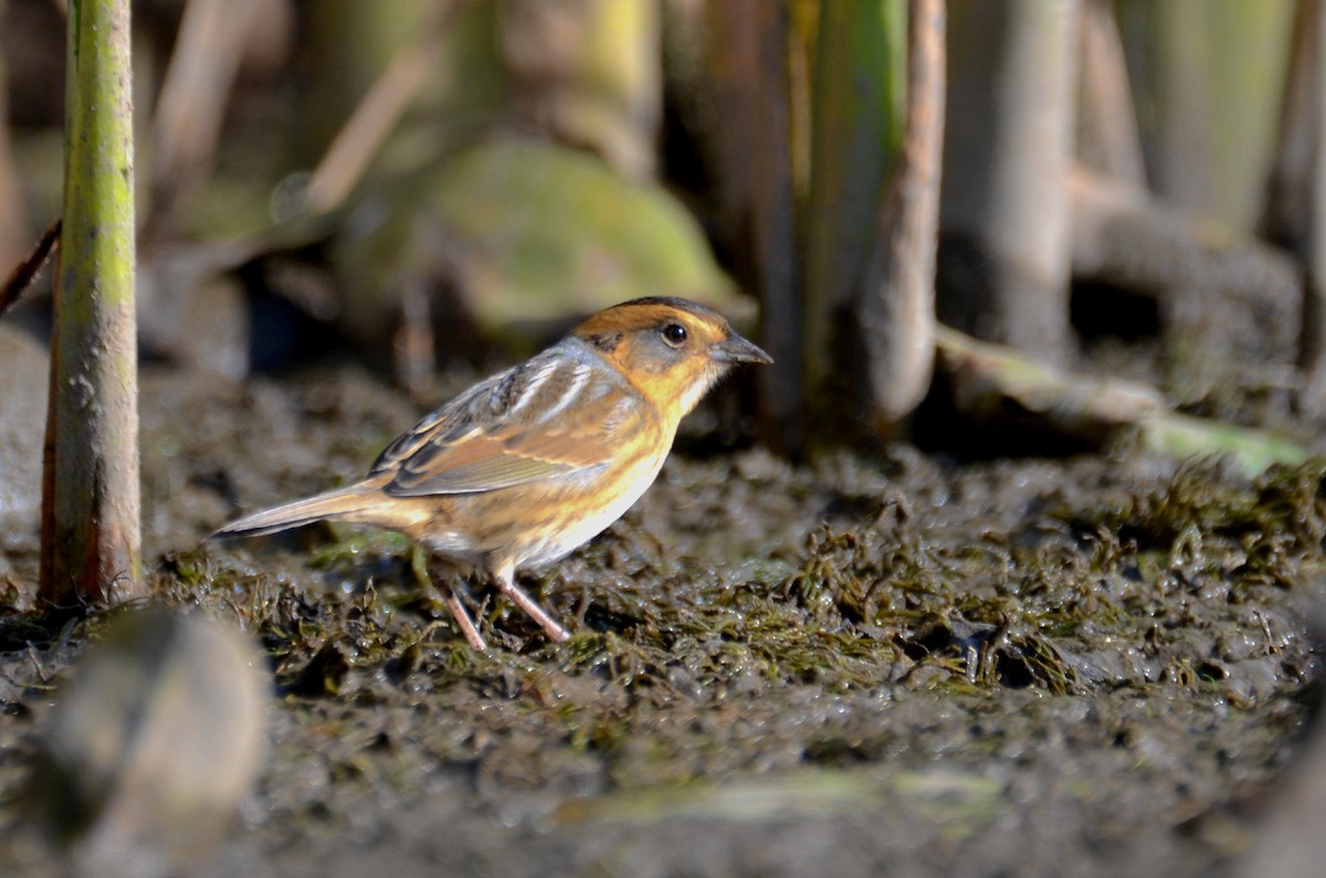 Nelson's Sparrow - ML491136231