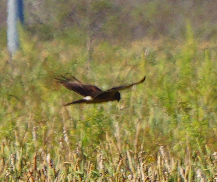 Northern Harrier - ML491136271