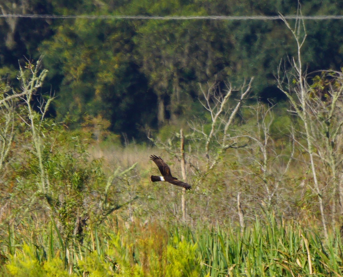 Northern Harrier - ML491136291