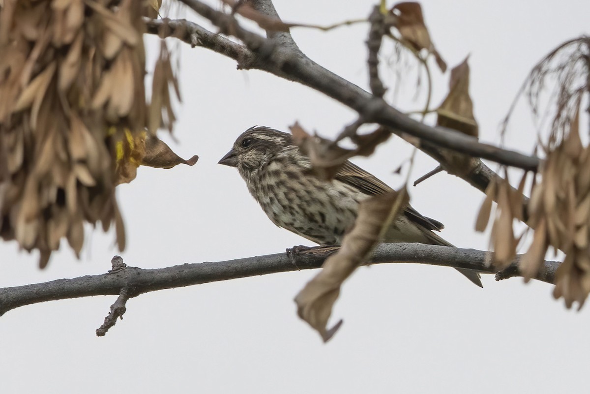 Purple Finch - ML491138081