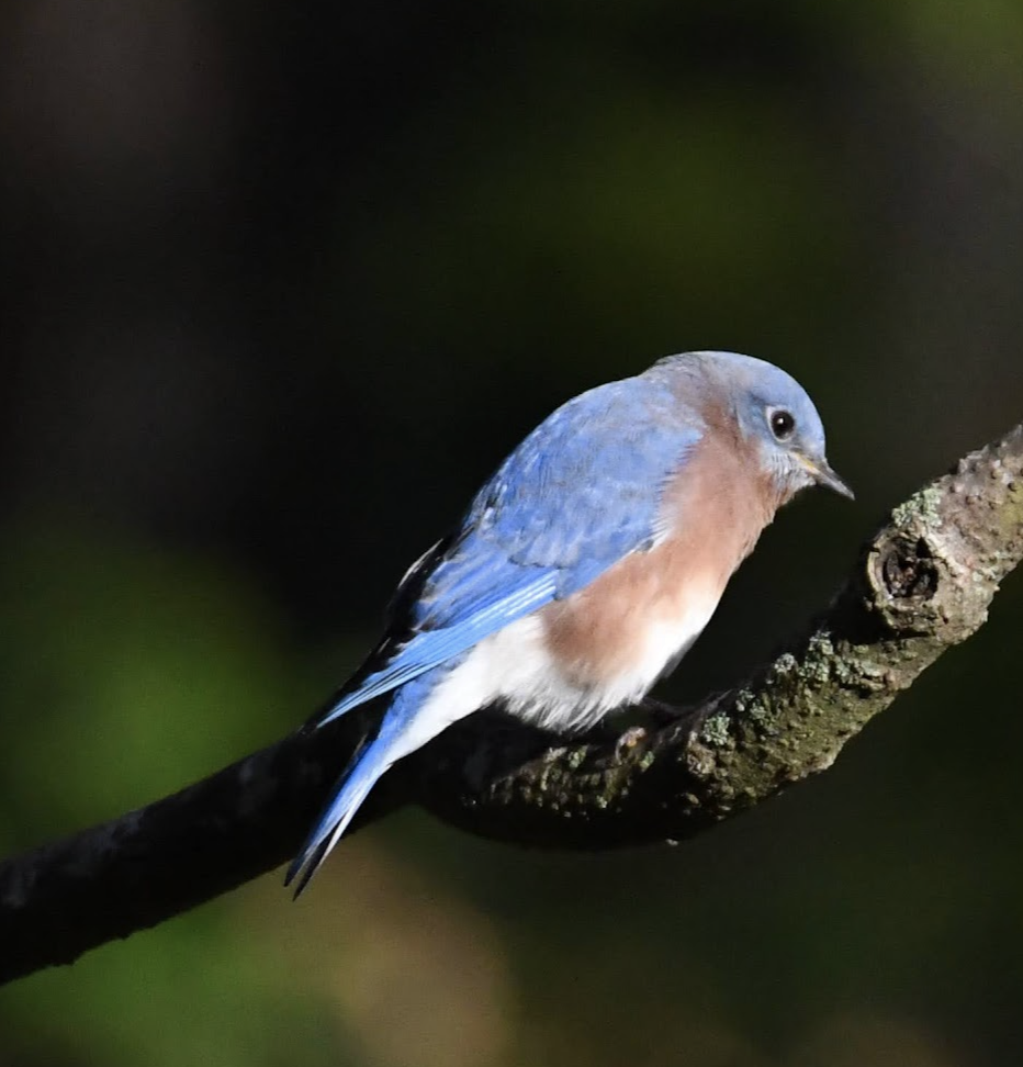 Eastern Bluebird - Charles Stadtlander