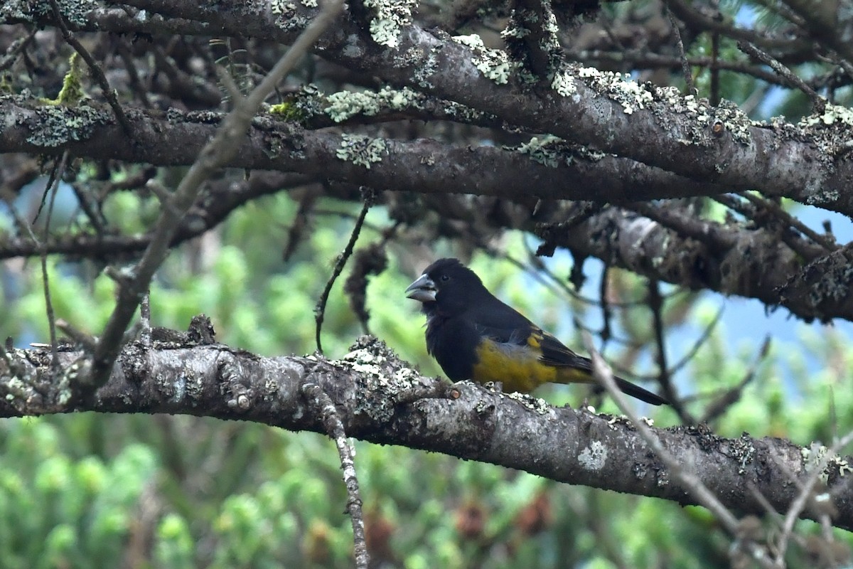 White-winged Grosbeak - ML491139781