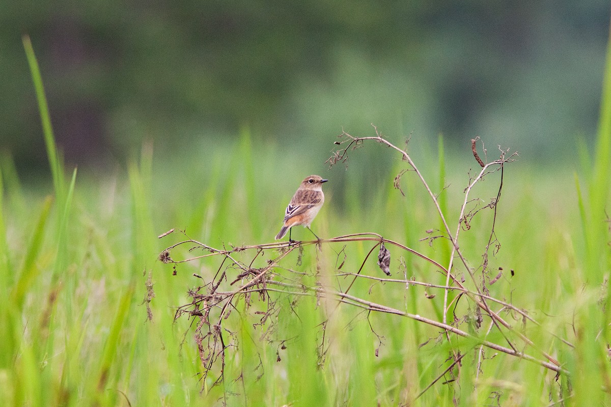 Amur Stonechat - ML491140321