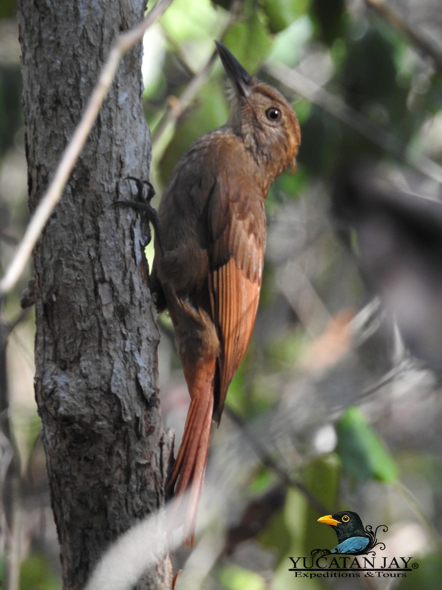 Tawny-winged Woodcreeper - Angel Castillo Birdwatching Guide