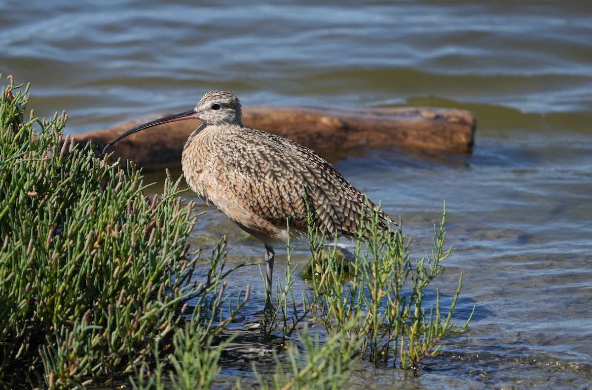 Rostbrachvogel - ML491140741