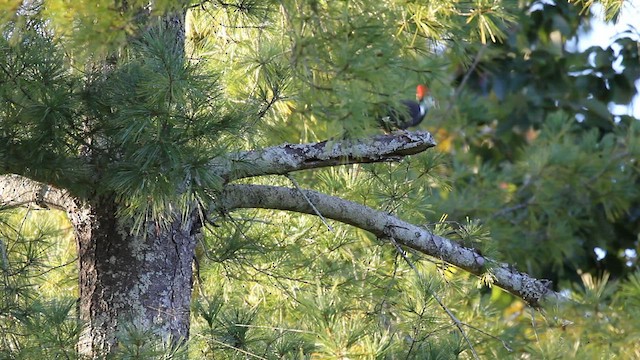 Pileated Woodpecker - ML491141181