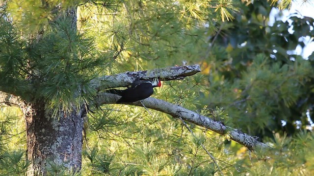 Pileated Woodpecker - ML491141801