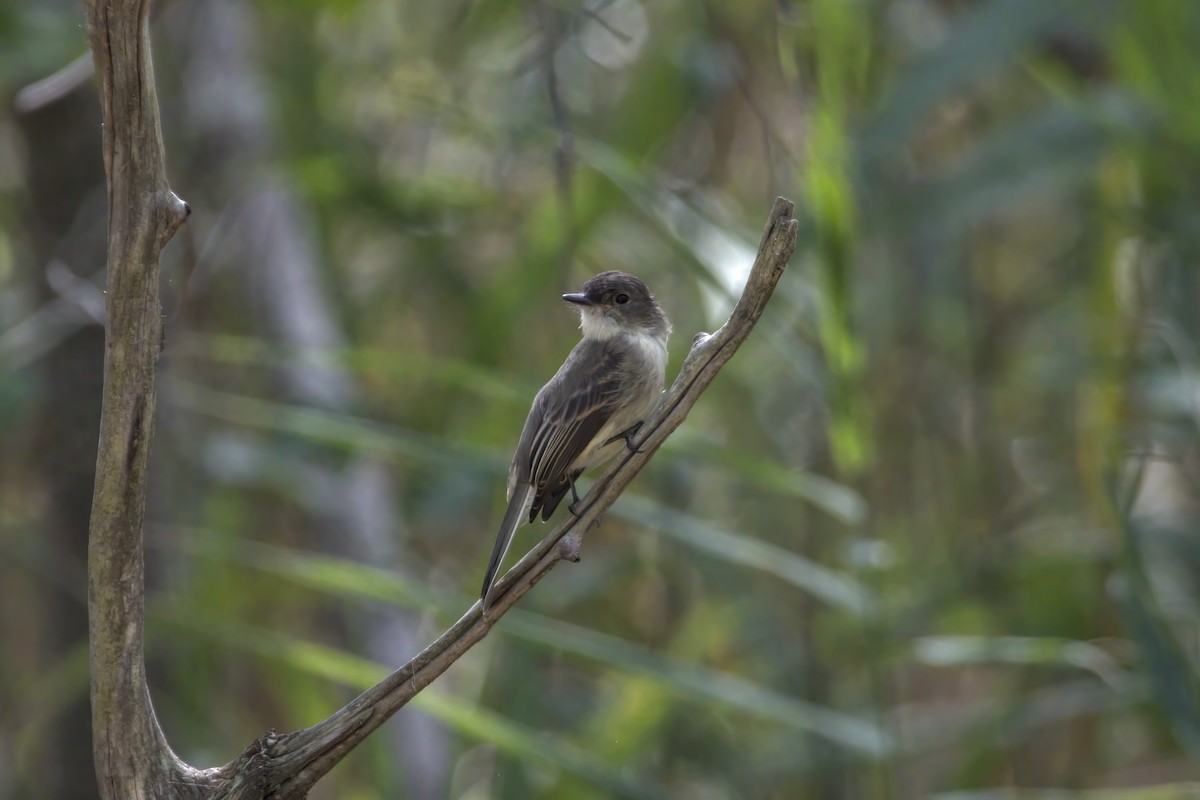 Eastern Phoebe - Justin Kolakowski