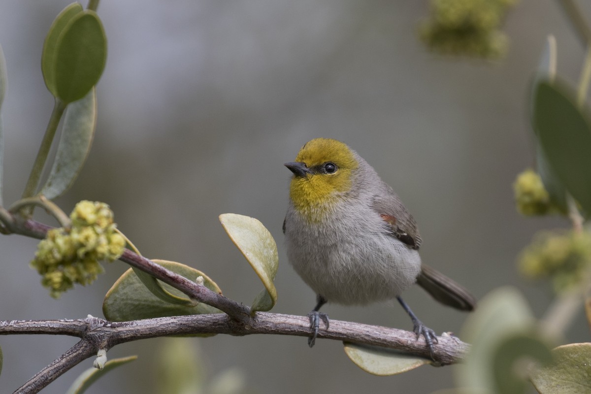 Verdin - Eric Ellingson