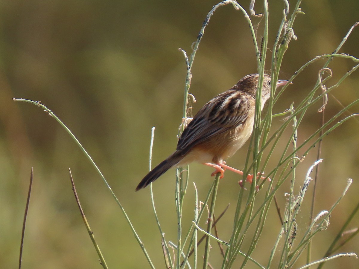 Zitting Cisticola - ML491144001