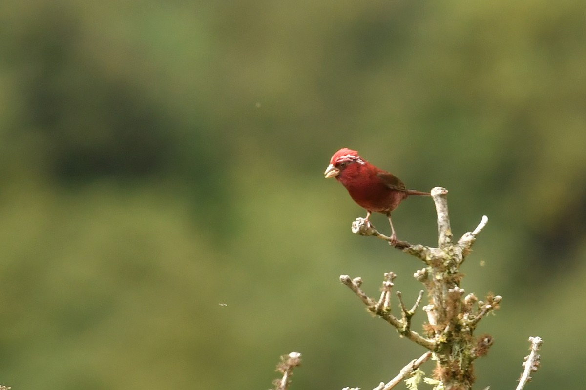 Vinaceous Rosefinch - ML491144141