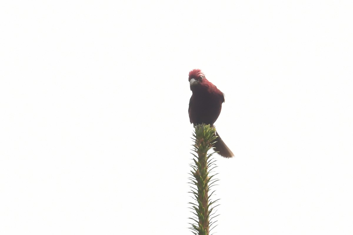 Vinaceous Rosefinch - ML491144151