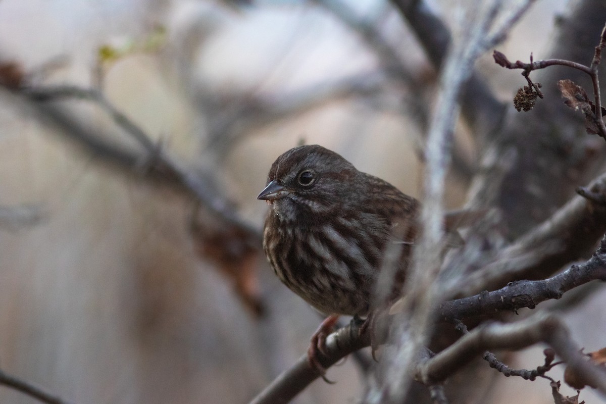 Song Sparrow - ML491144931