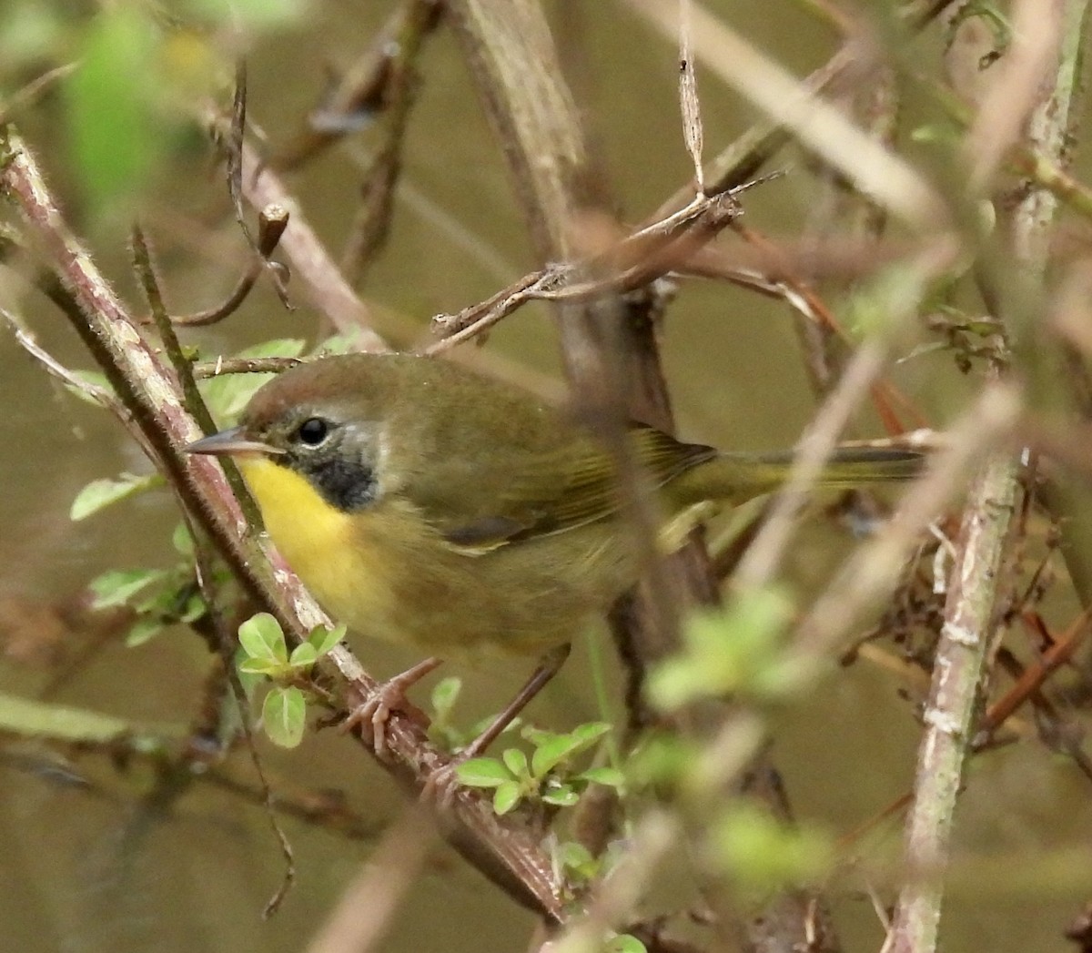 Common Yellowthroat - ML491144961