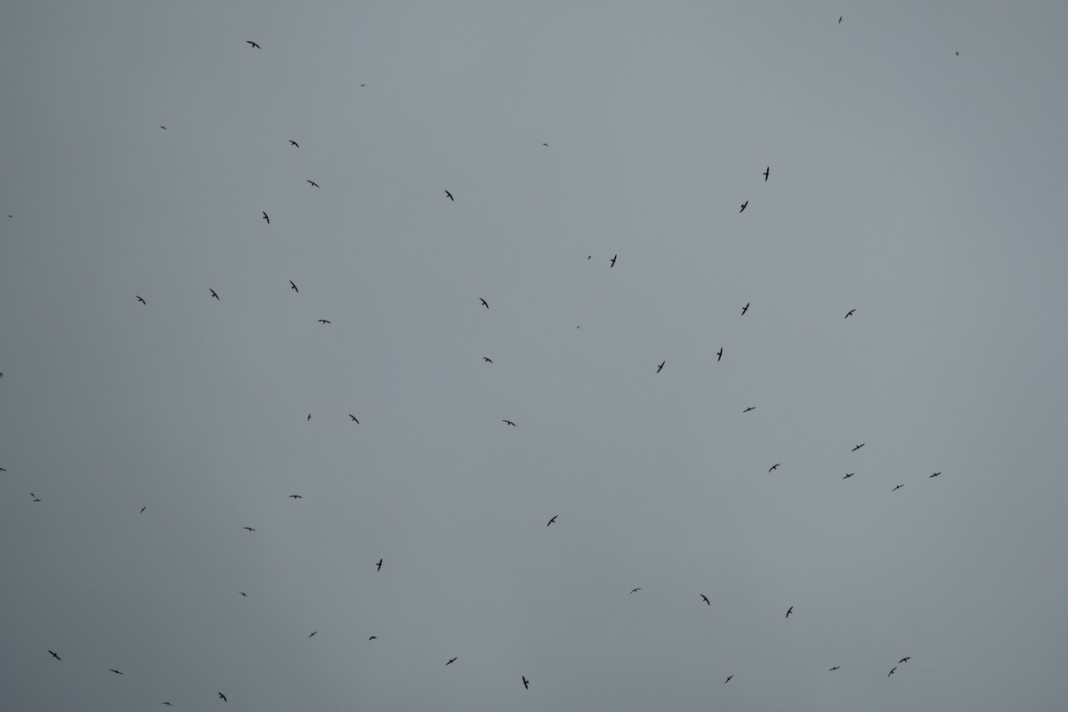 White-collared Swift - Robin Kretzschmar