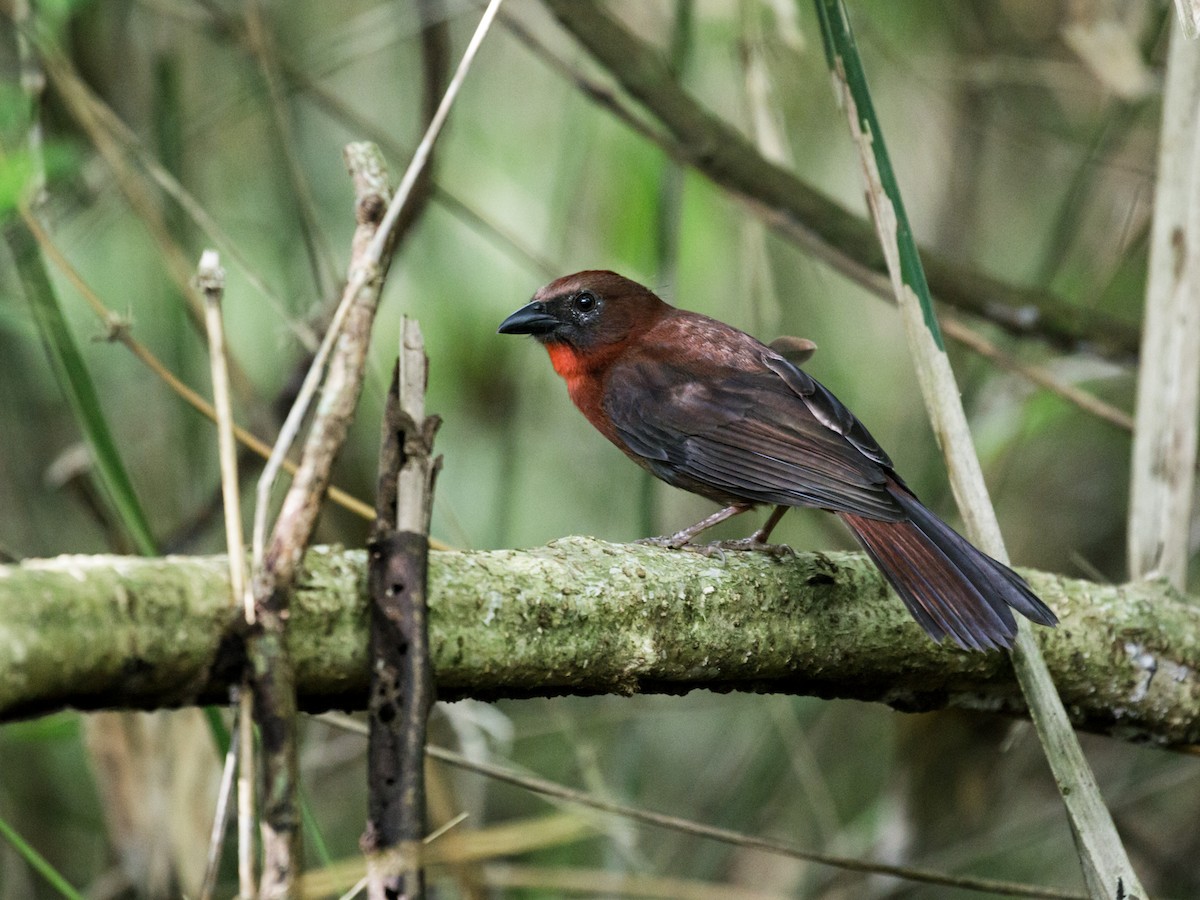 Red-throated Ant-Tanager (Red-throated) - Nick Athanas