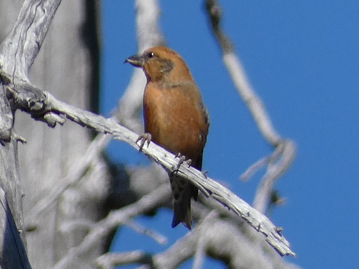 Red Crossbill - Jeff Harding