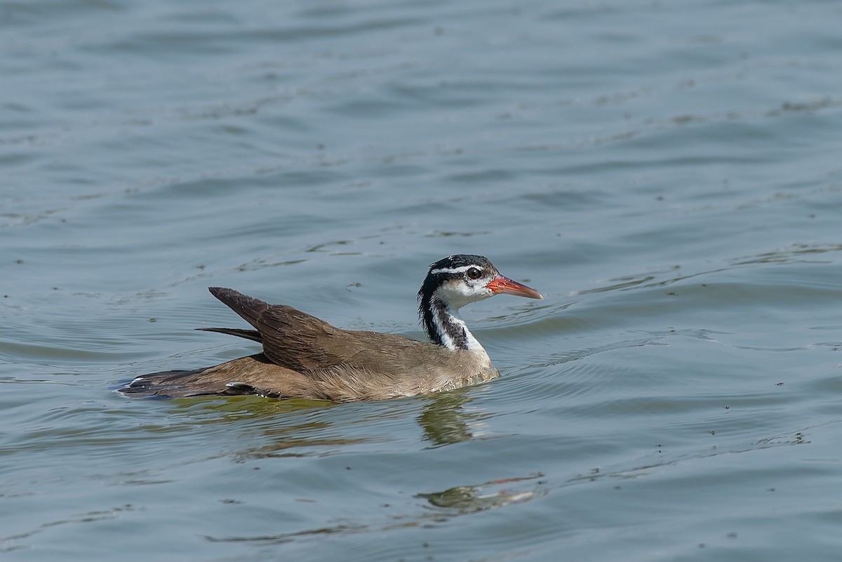 Sungrebe - ML491147251