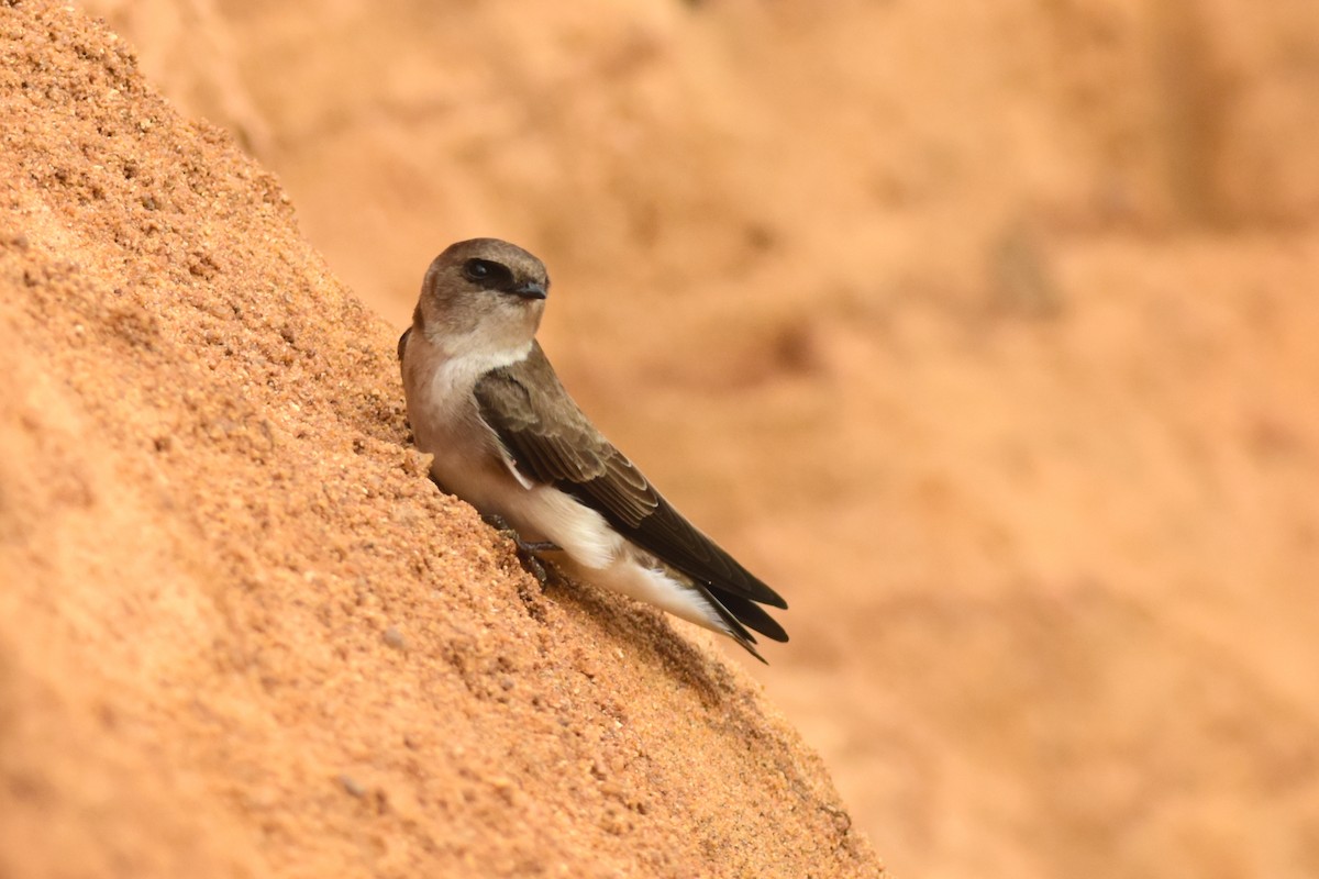 Pale Martin - ML491147581