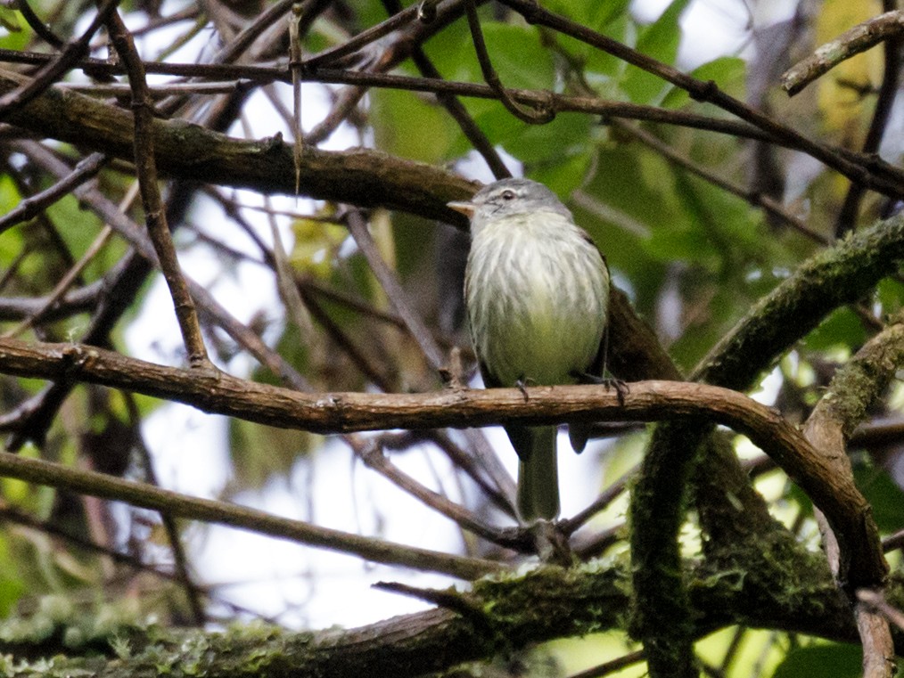 White-fronted Tyrannulet (Zeledon's) - ML491149161