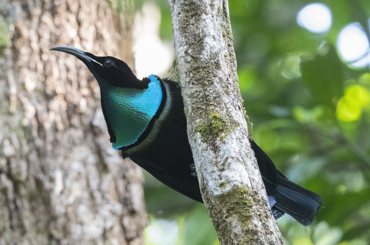 Magnificent Riflebird - ML491149181