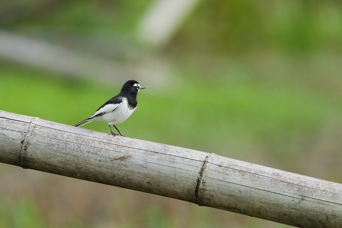 Japanese Wagtail - ML491150391