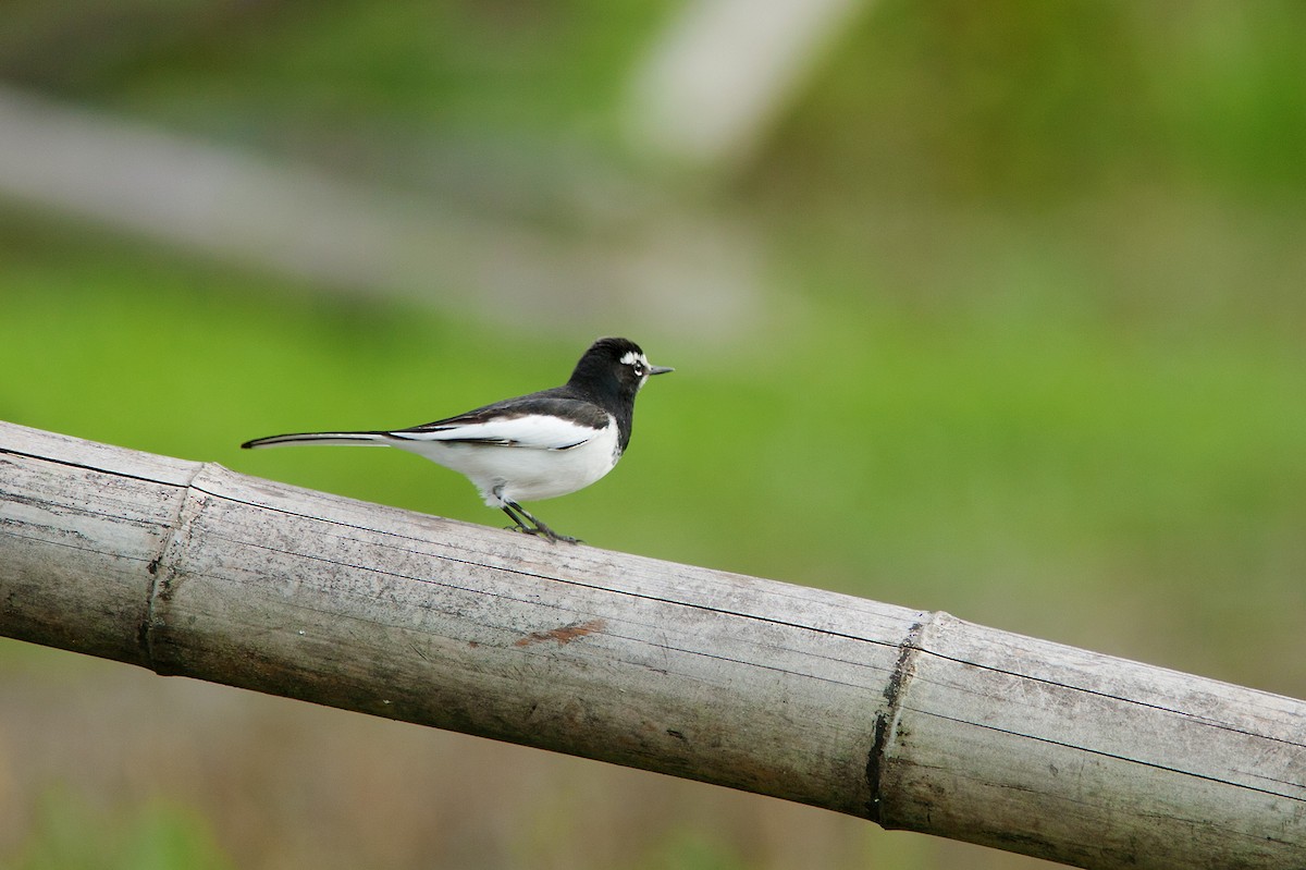 Japanese Wagtail - ML491150401