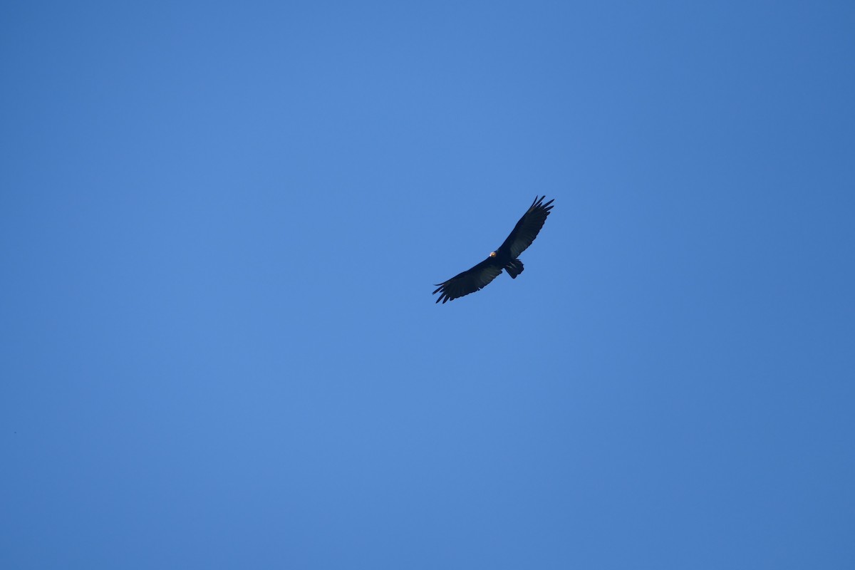 Greater Yellow-headed Vulture - ML491151271