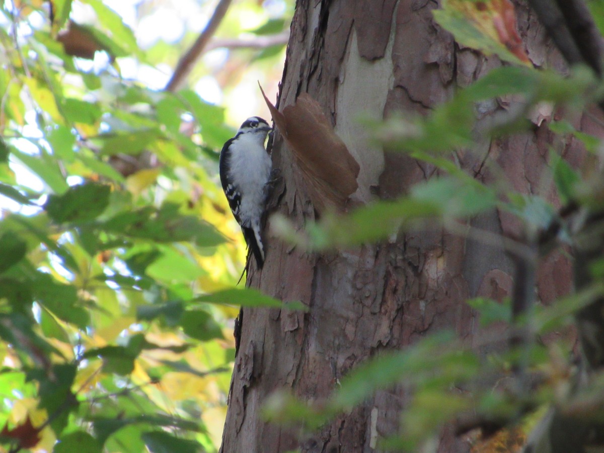 Downy Woodpecker (Eastern) - Mickey Ryan