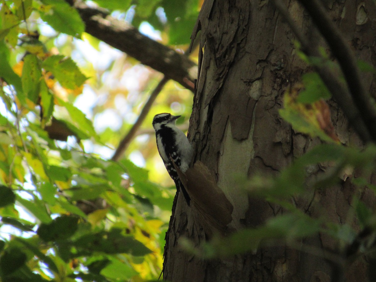 Downy Woodpecker (Eastern) - Mickey Ryan