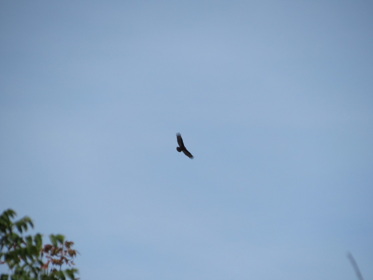 Turkey Vulture - ML491152851