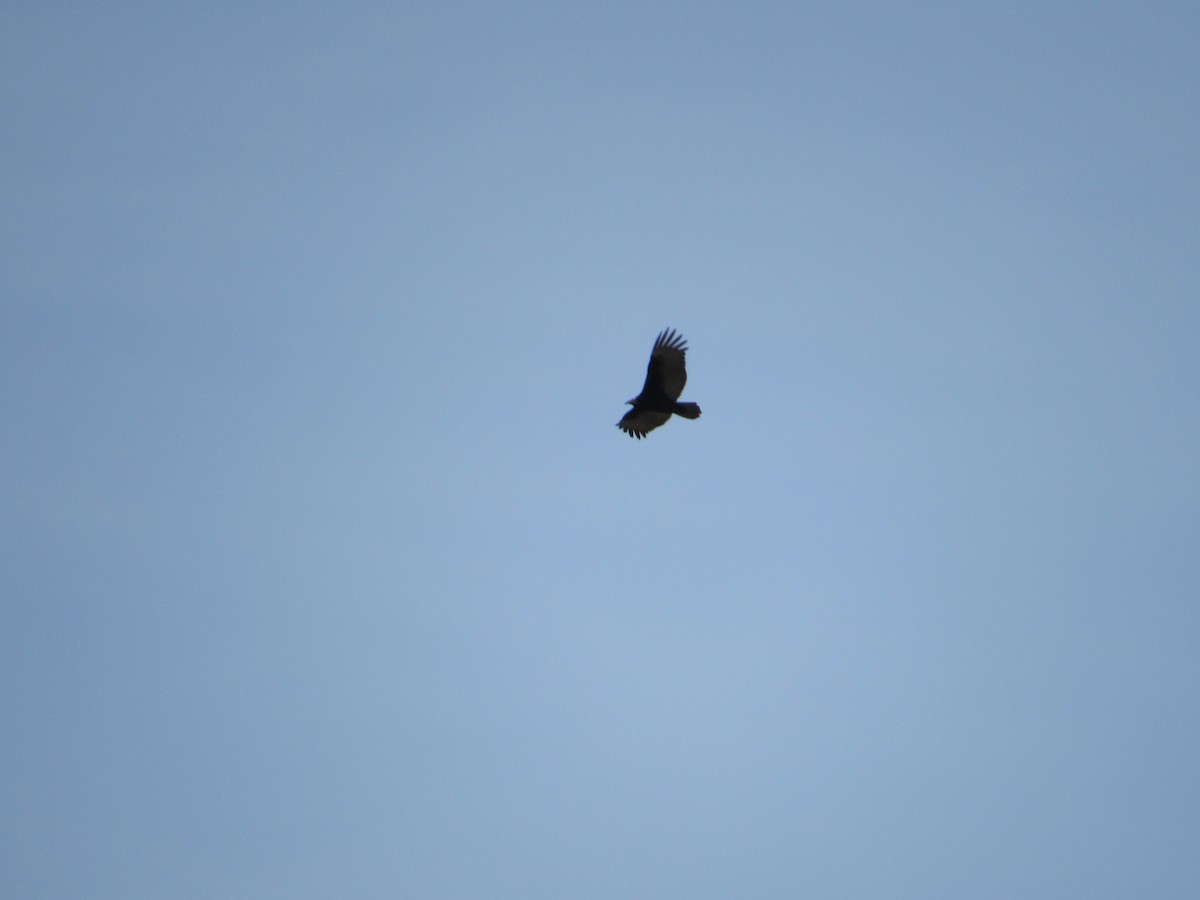 Turkey Vulture - ML491152871