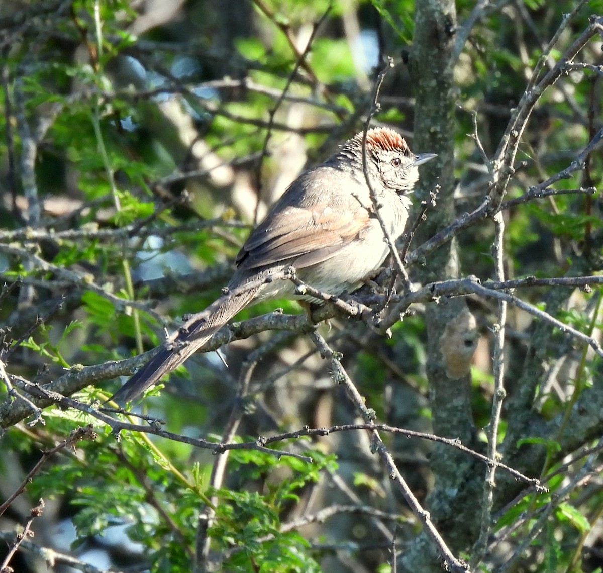 Pale-breasted Spinetail - ML491153231