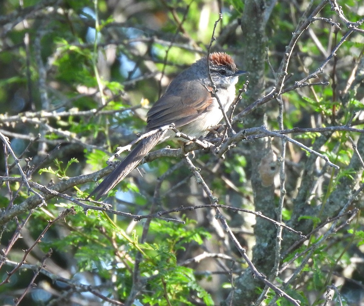 Pale-breasted Spinetail - ML491153311