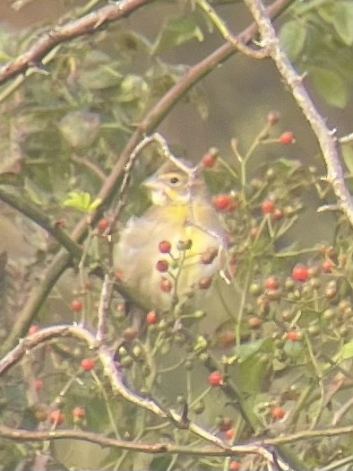 Dickcissel d'Amérique - ML491154531