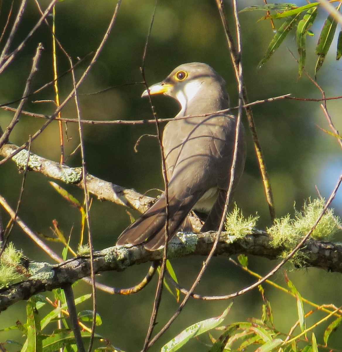 Yellow-billed Cuckoo - ML491155061