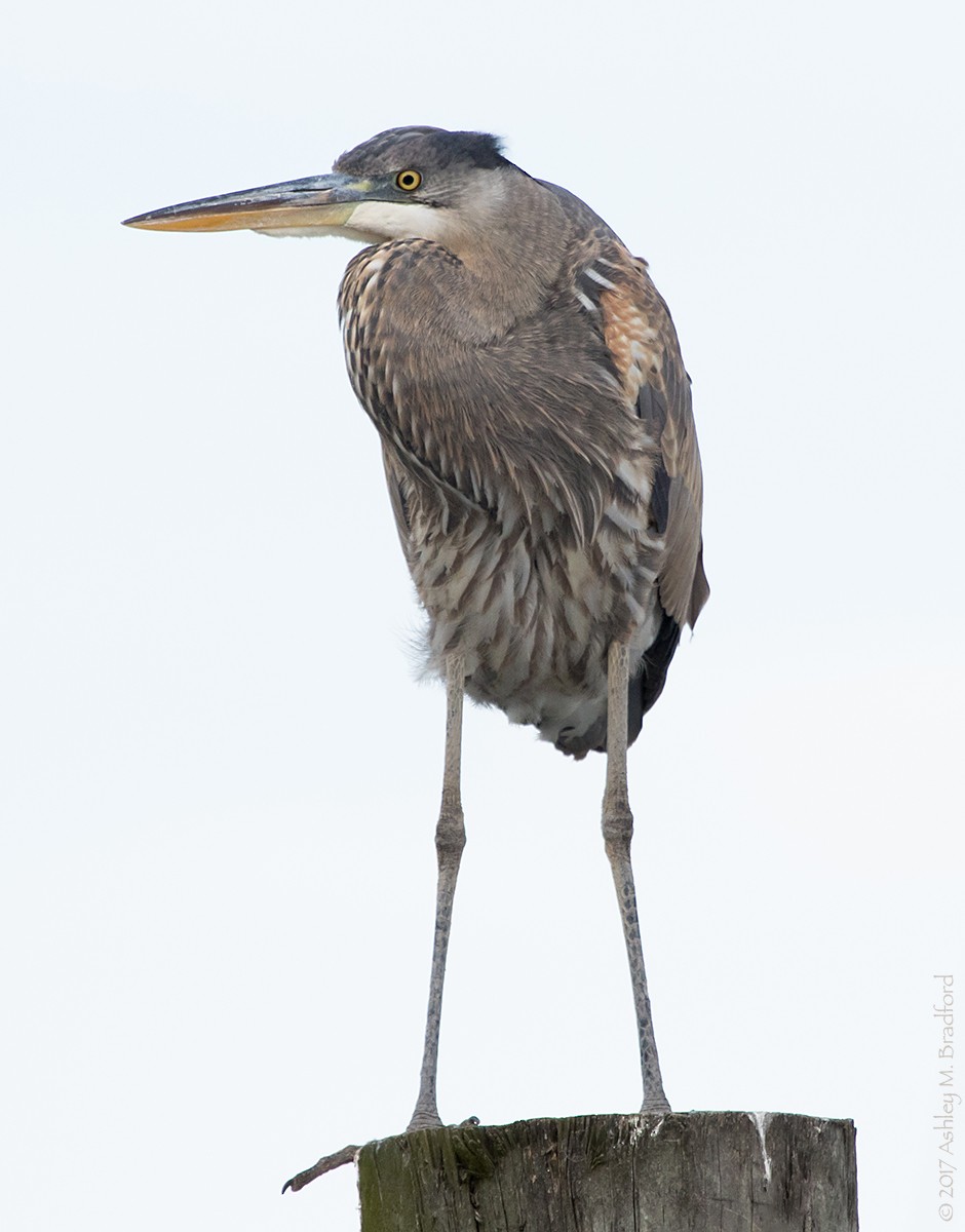 Great Blue Heron - ML49115591