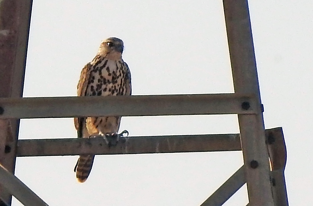 Saker Falcon - ML491155991