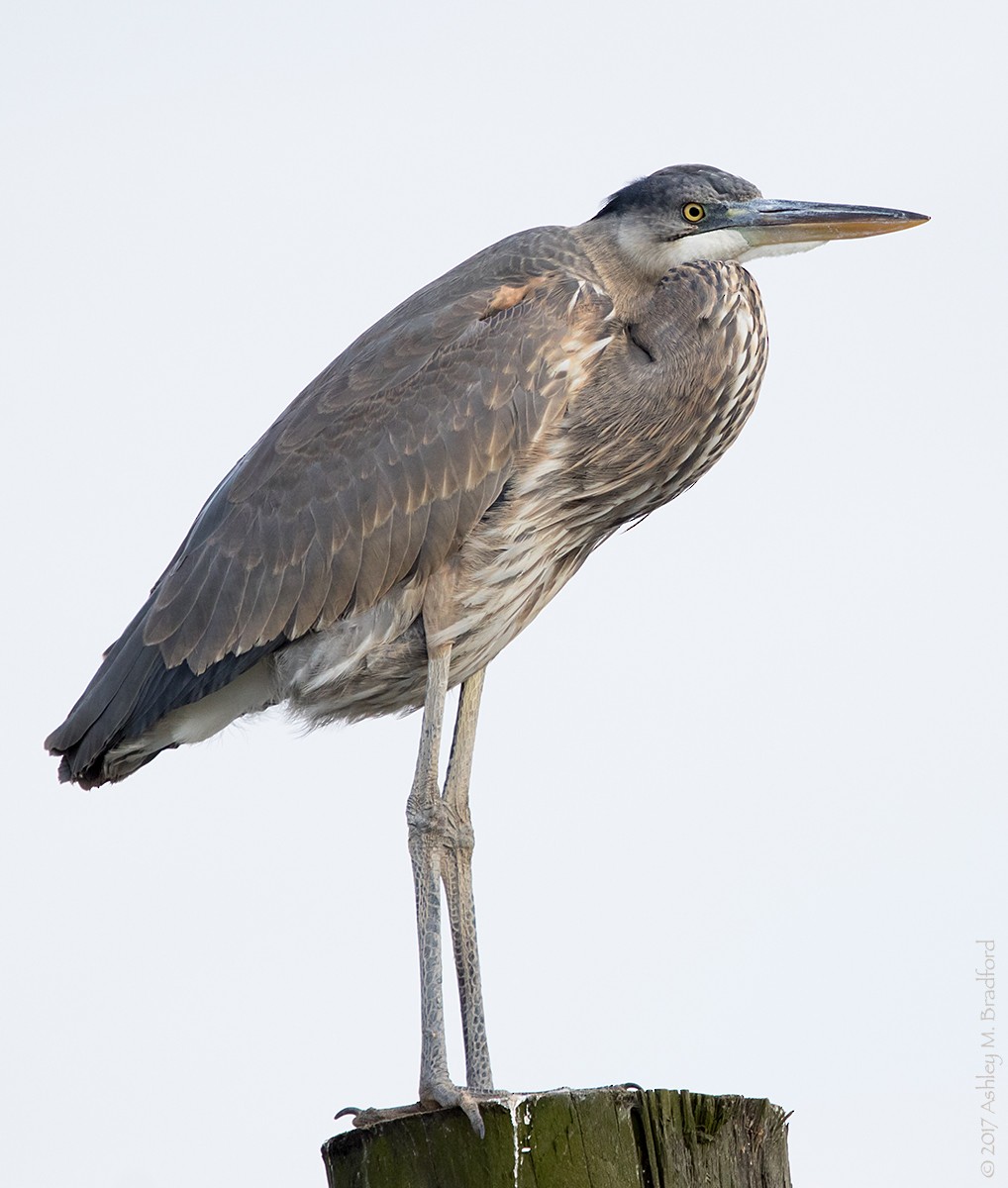 Great Blue Heron - Ashley Bradford