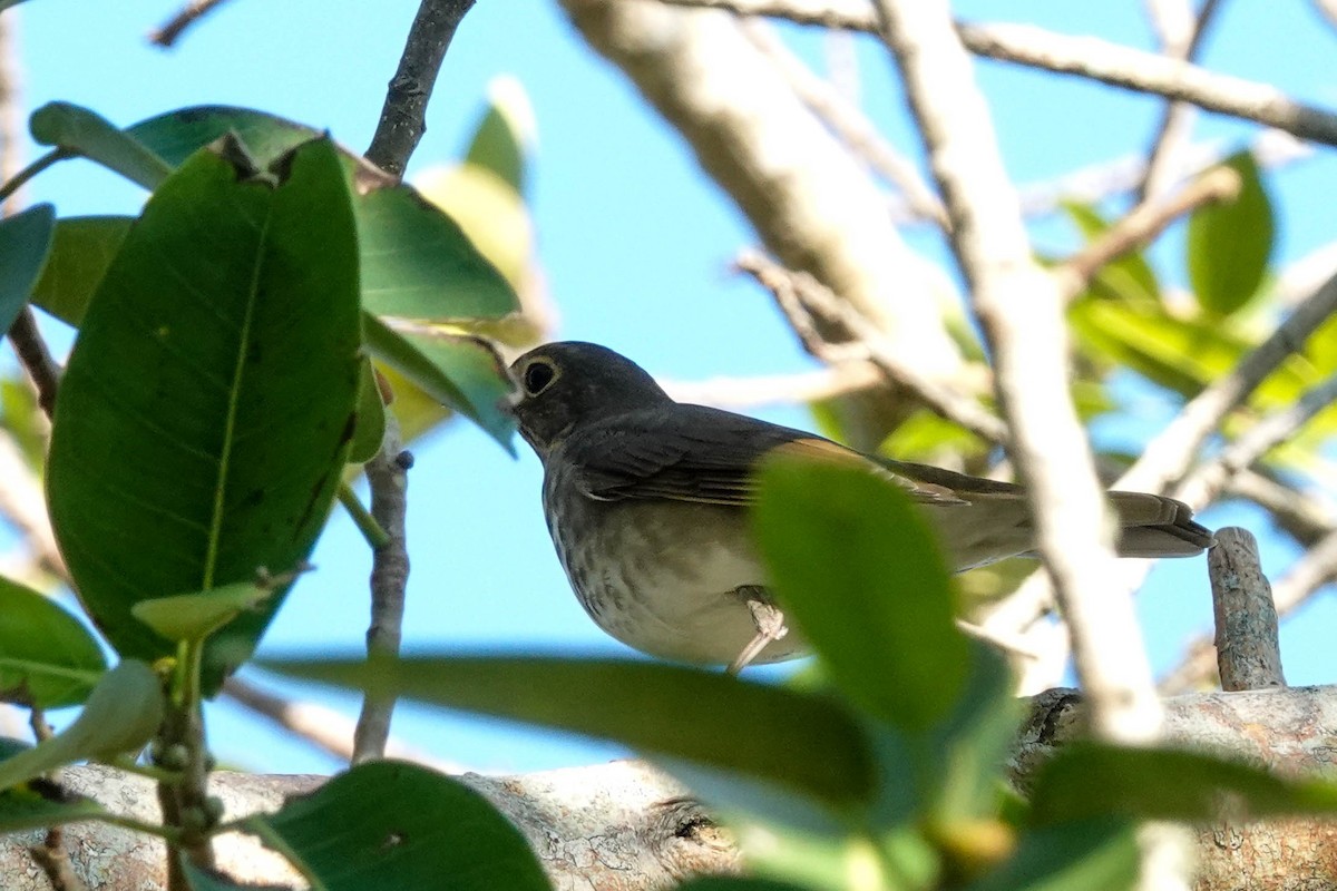 Swainson's Thrush - ML491156351