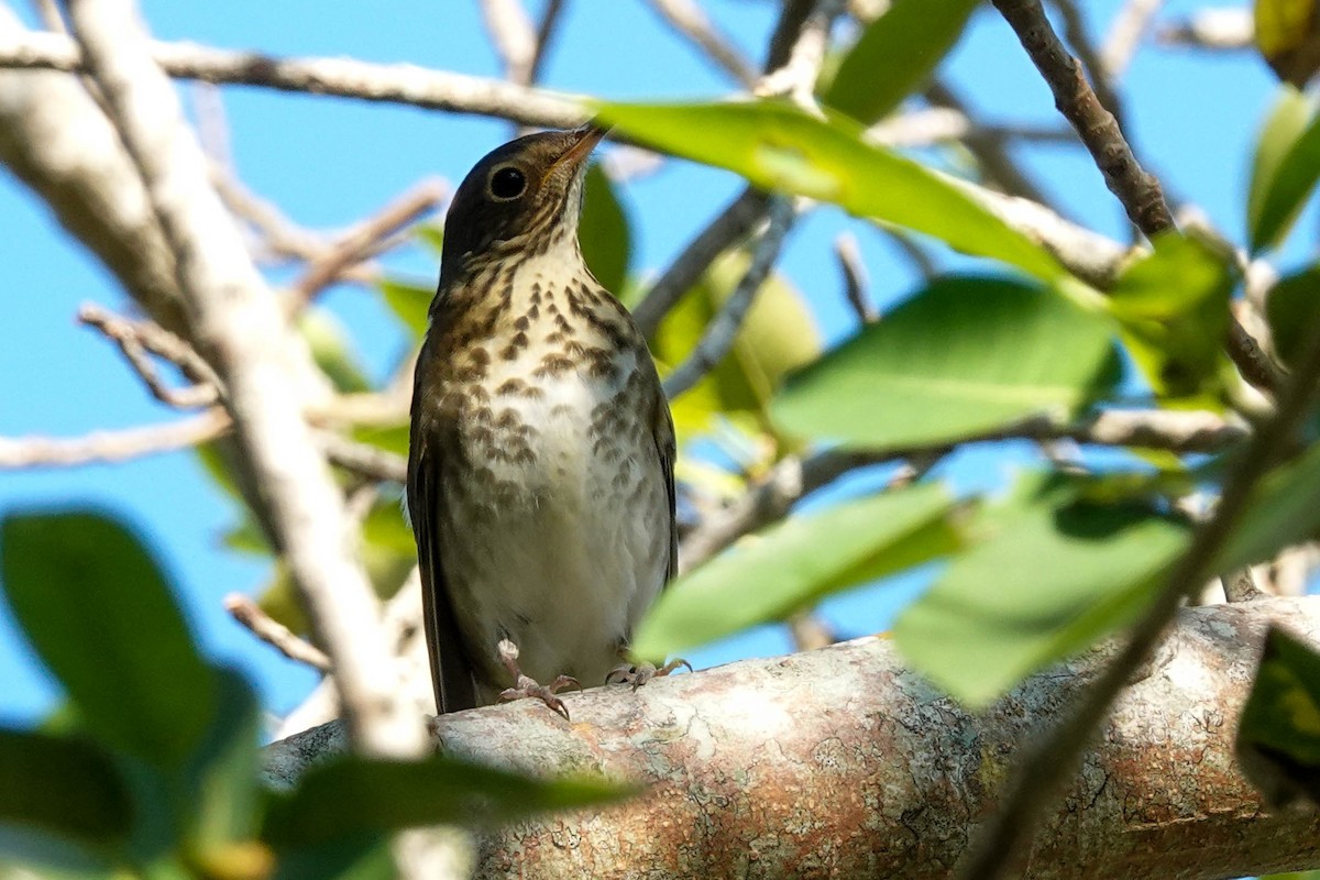 Swainson's Thrush - ML491156361