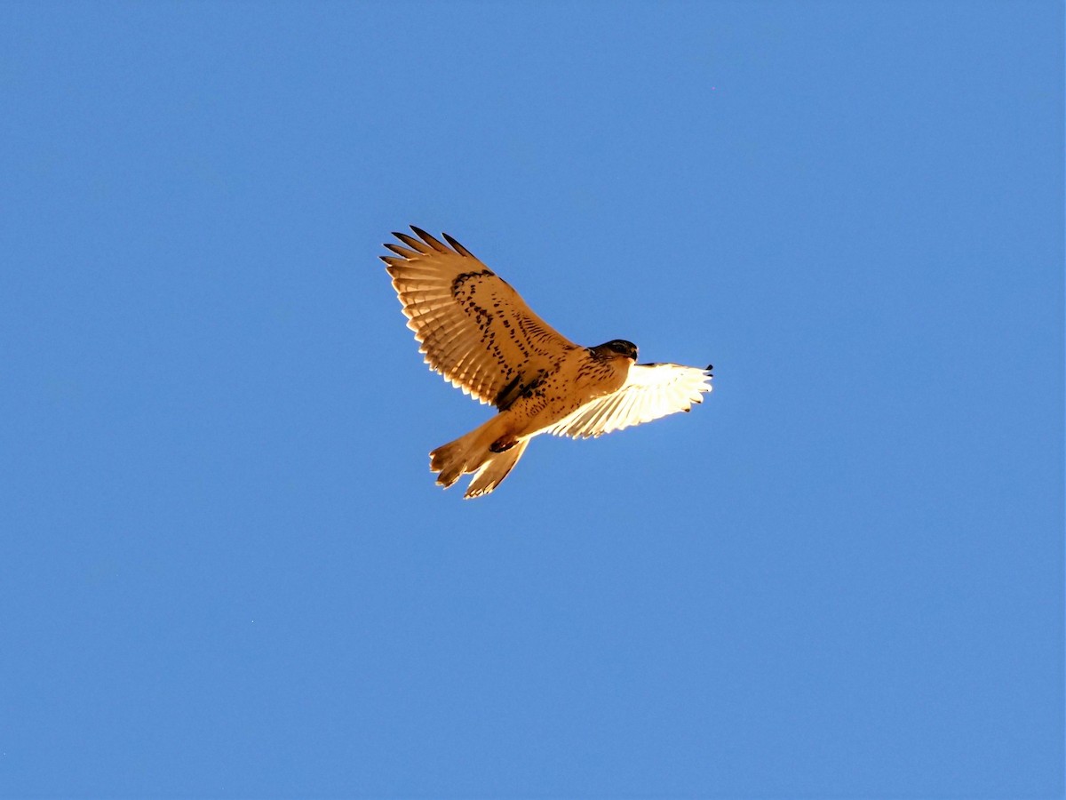 Ferruginous Hawk - ML491156371
